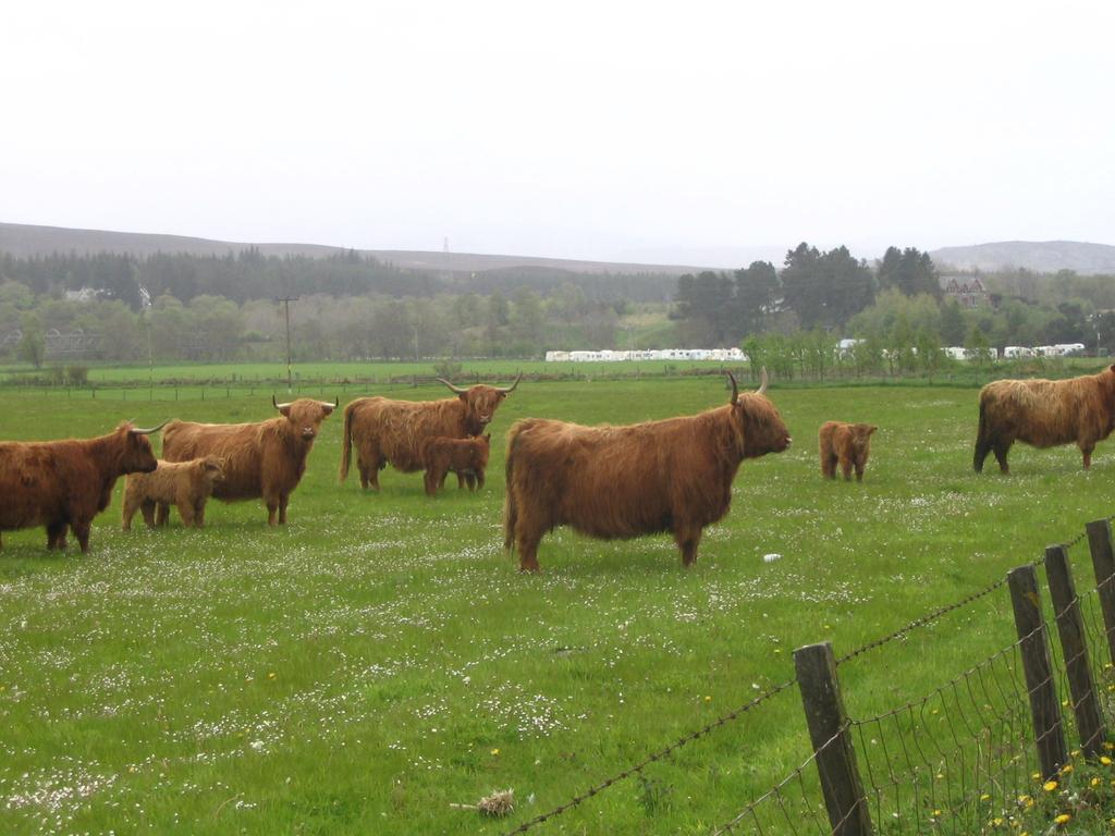 Highlander Hotel 'A Bespoke Hotel' Newtonmore Luaran gambar